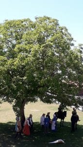 animations médévailes cerisy la forêt